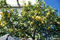 lemon 
